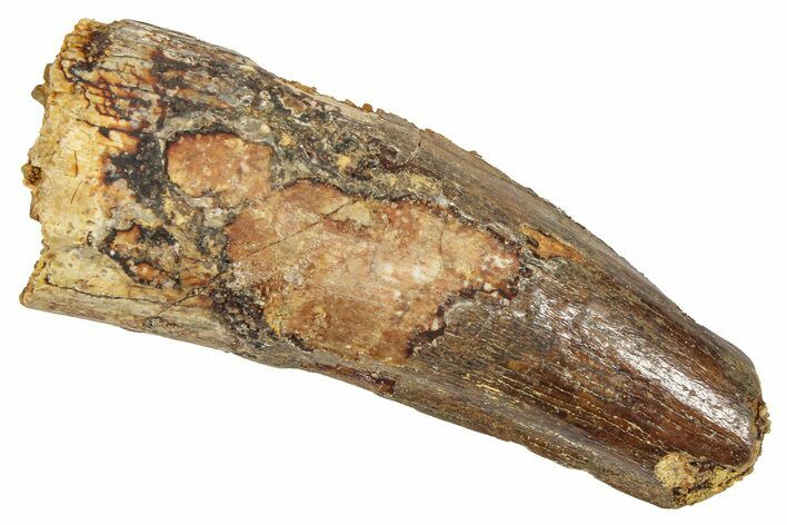 Fossil Spinosaurus Tooth - Feeding Worn Tooth #372896